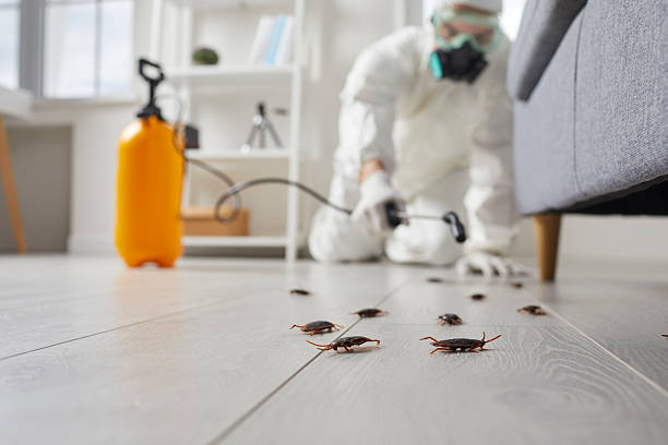 Post-Treatment Bed Bug Interceptor Monitoring in Minneota